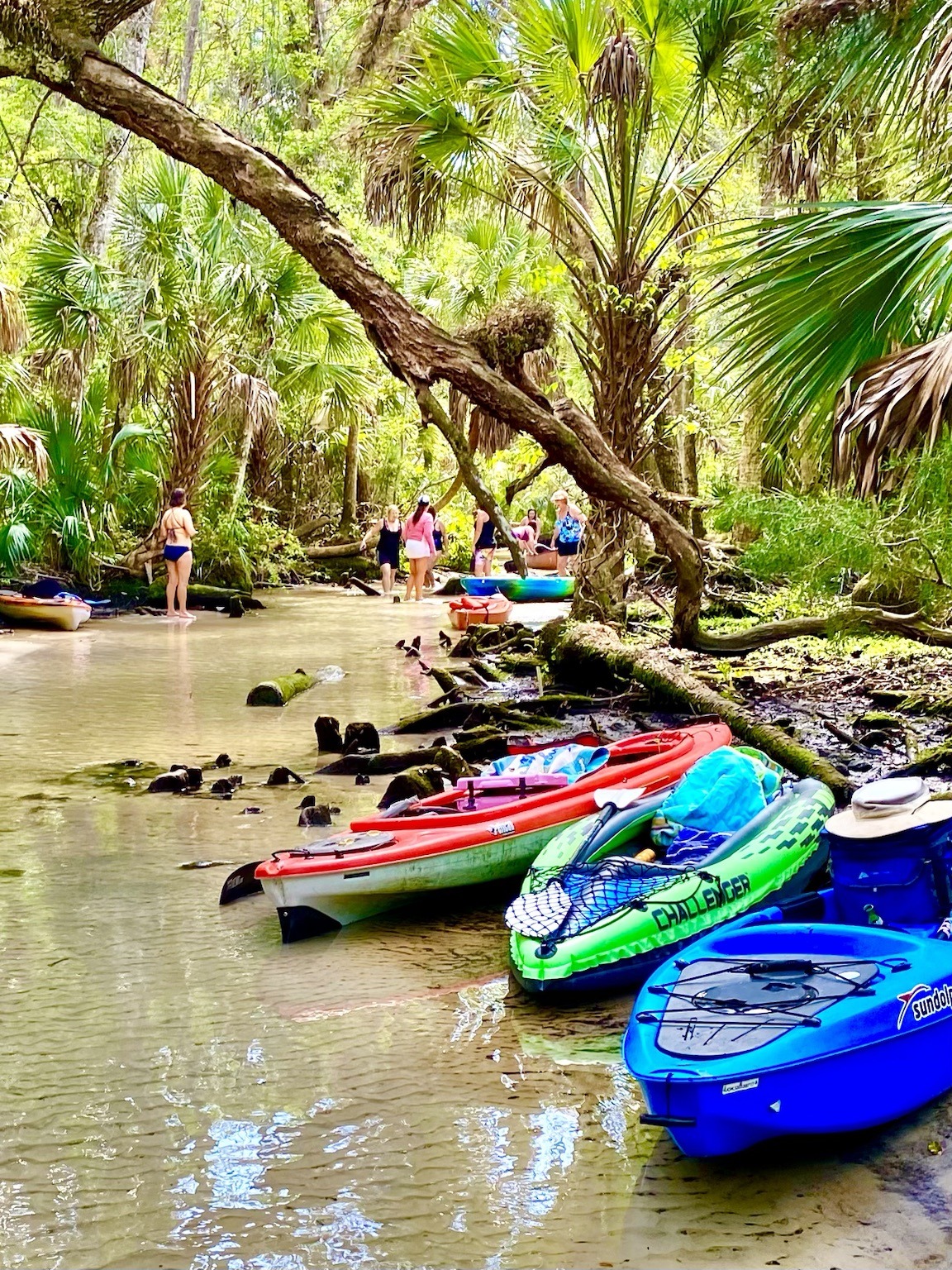 Colorful kayaks resting in transparent spring water under arching live oaks.