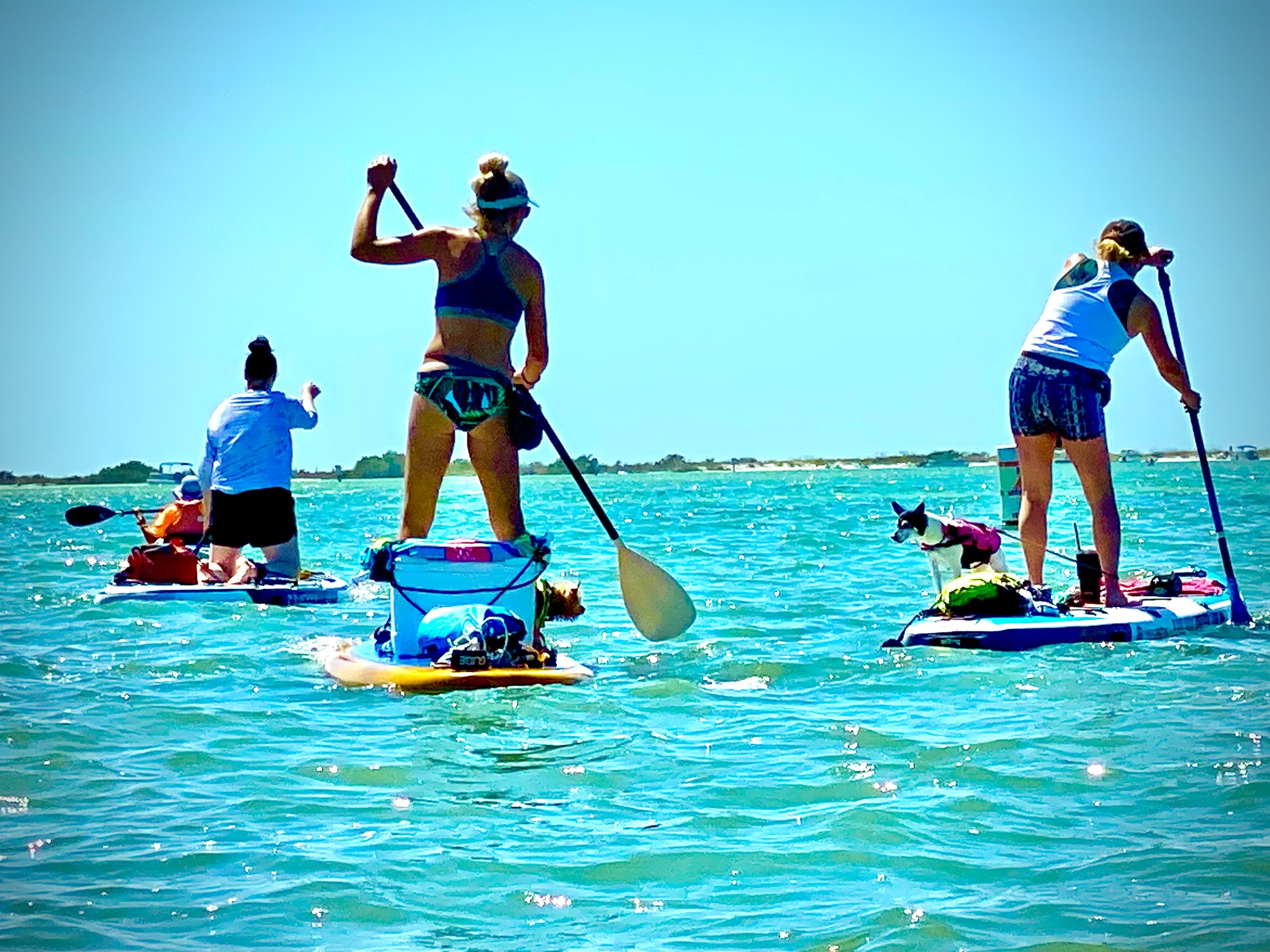 Pinellas Paddlers heading across the bay toward the low-tide sandbars, with kayaks, paddleboards and pups all part of the fun.
