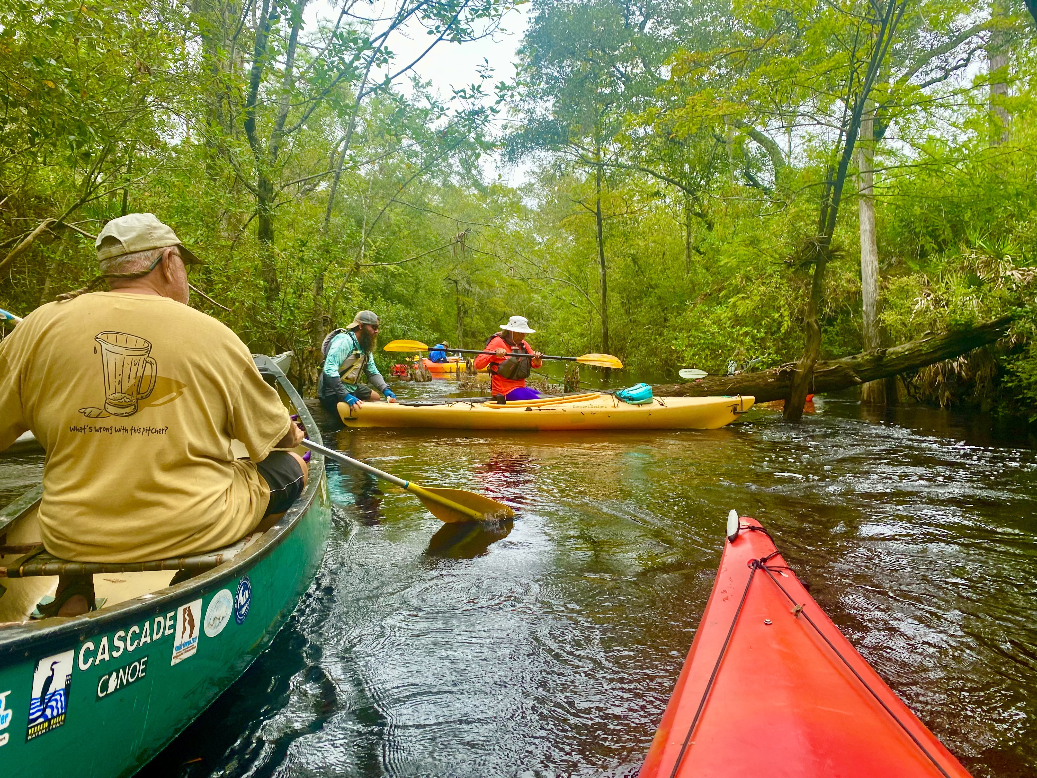 Paddlers waiting in moving water at a fallen tree across the Sopchoppy River