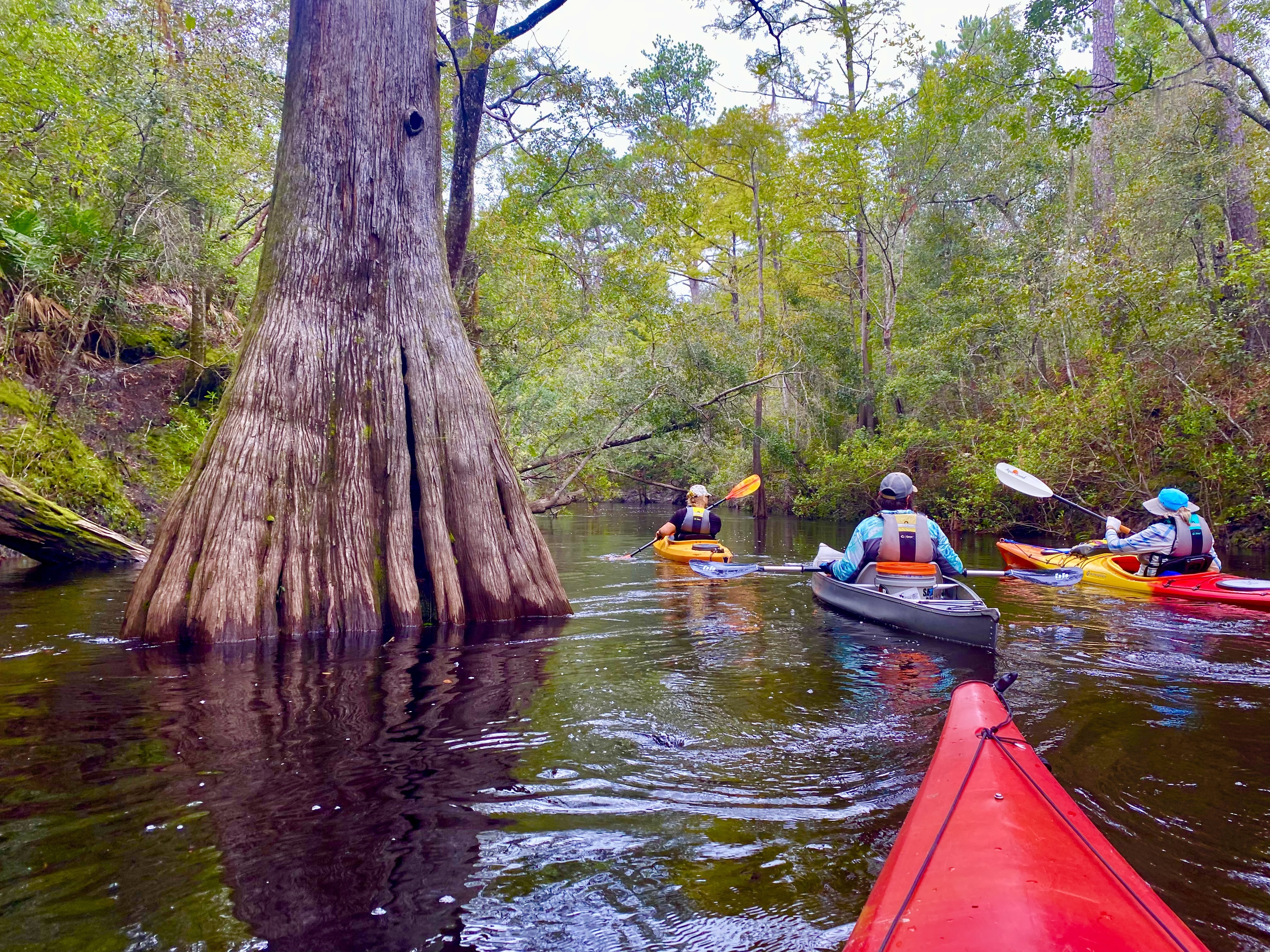 Kayakers passing a massive cypress trunk rising from the edge of the Sopchoppy River