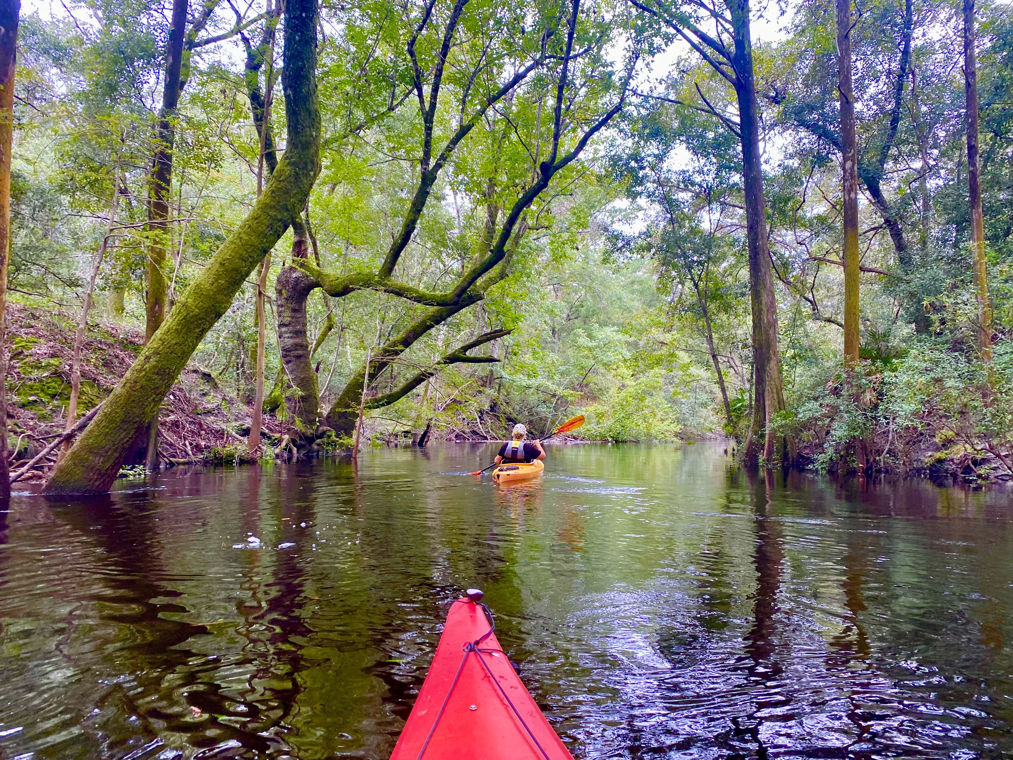 Kayakers beneath leaning trees that arch across the Sopchoppy River