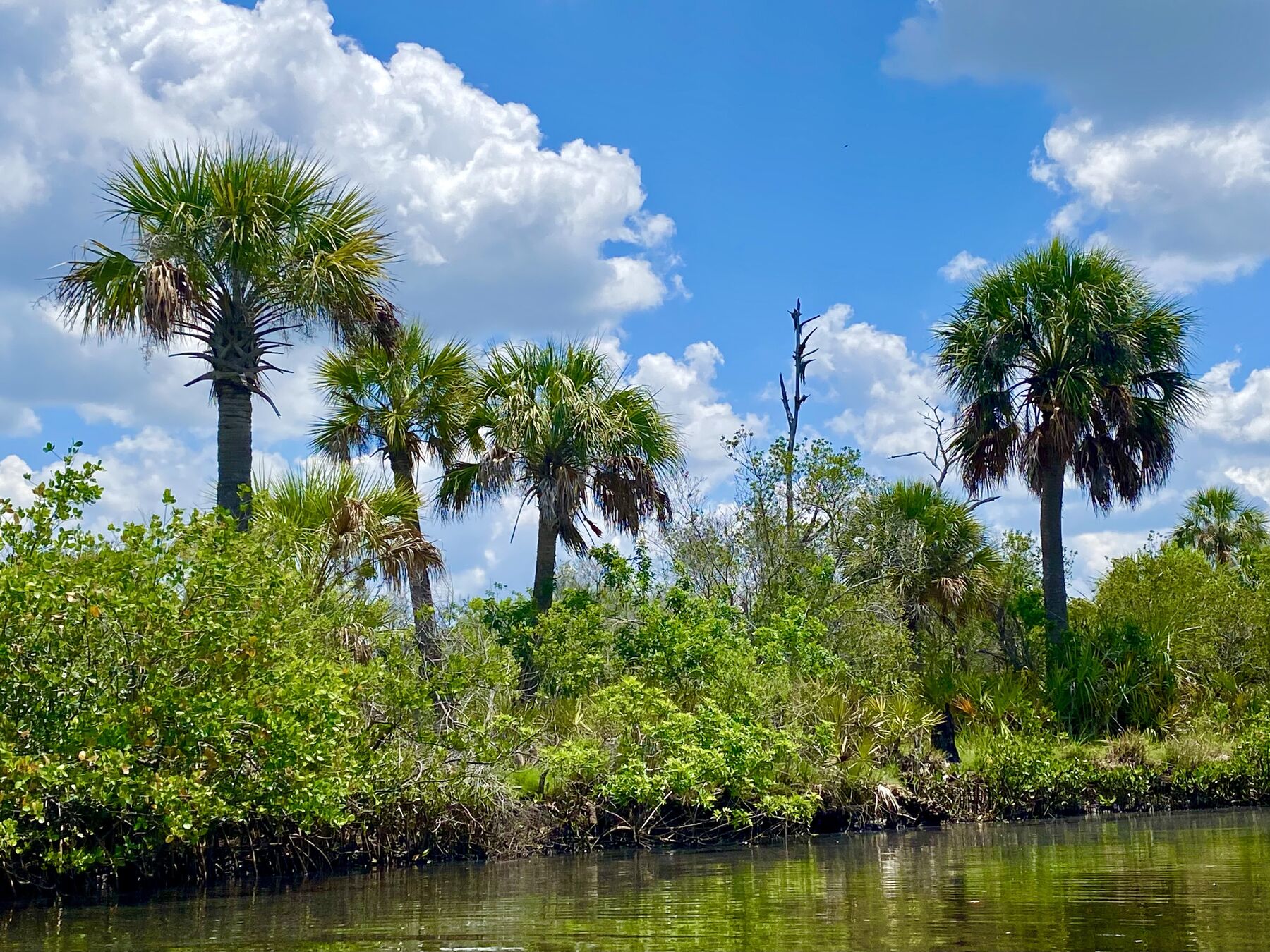 Palms and mangroves along Double Branch