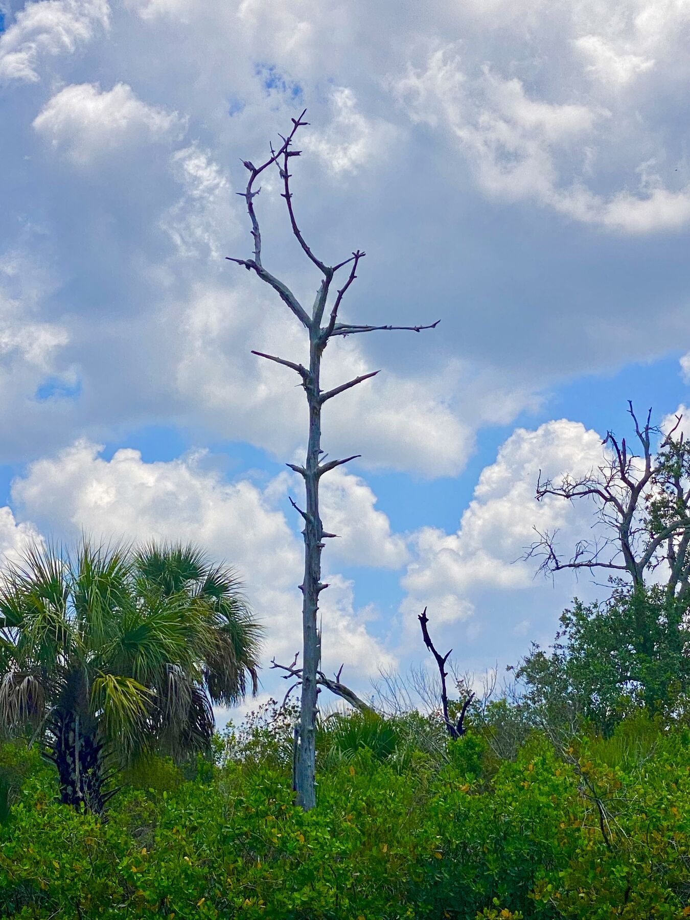 Dead pine surrounded by palms and wetland plants