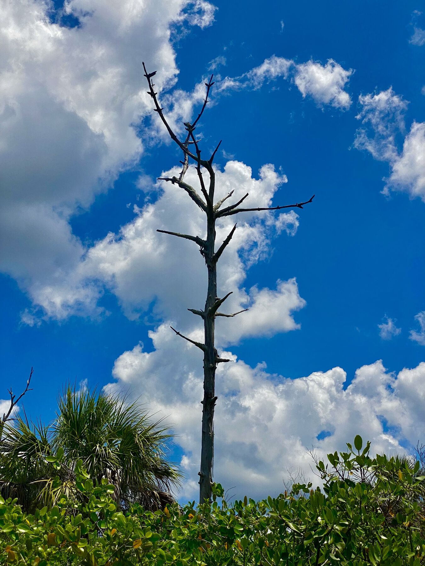Weathered snag beneath cumulus clouds