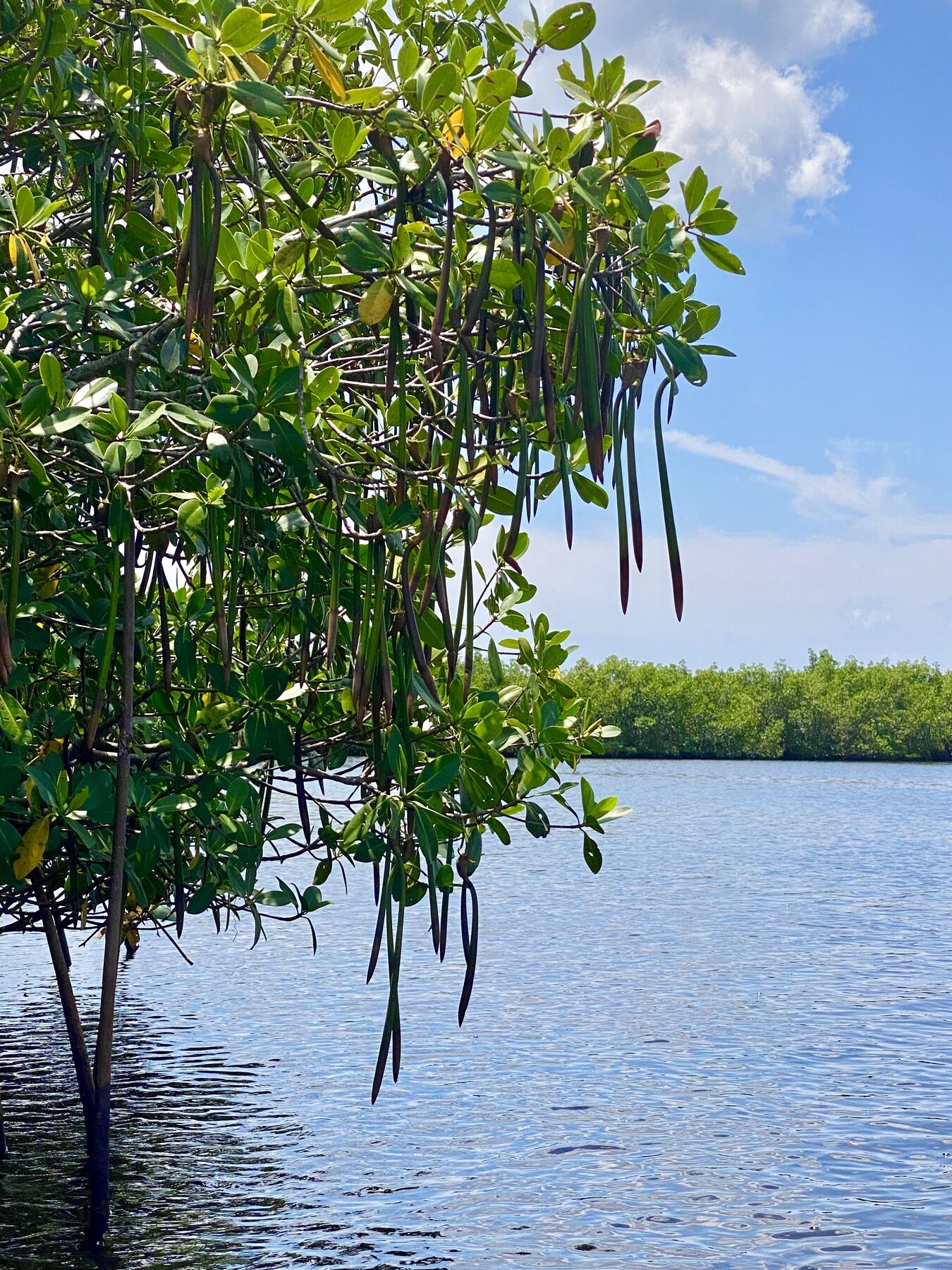 Red mangrove propagules hanging above the bay