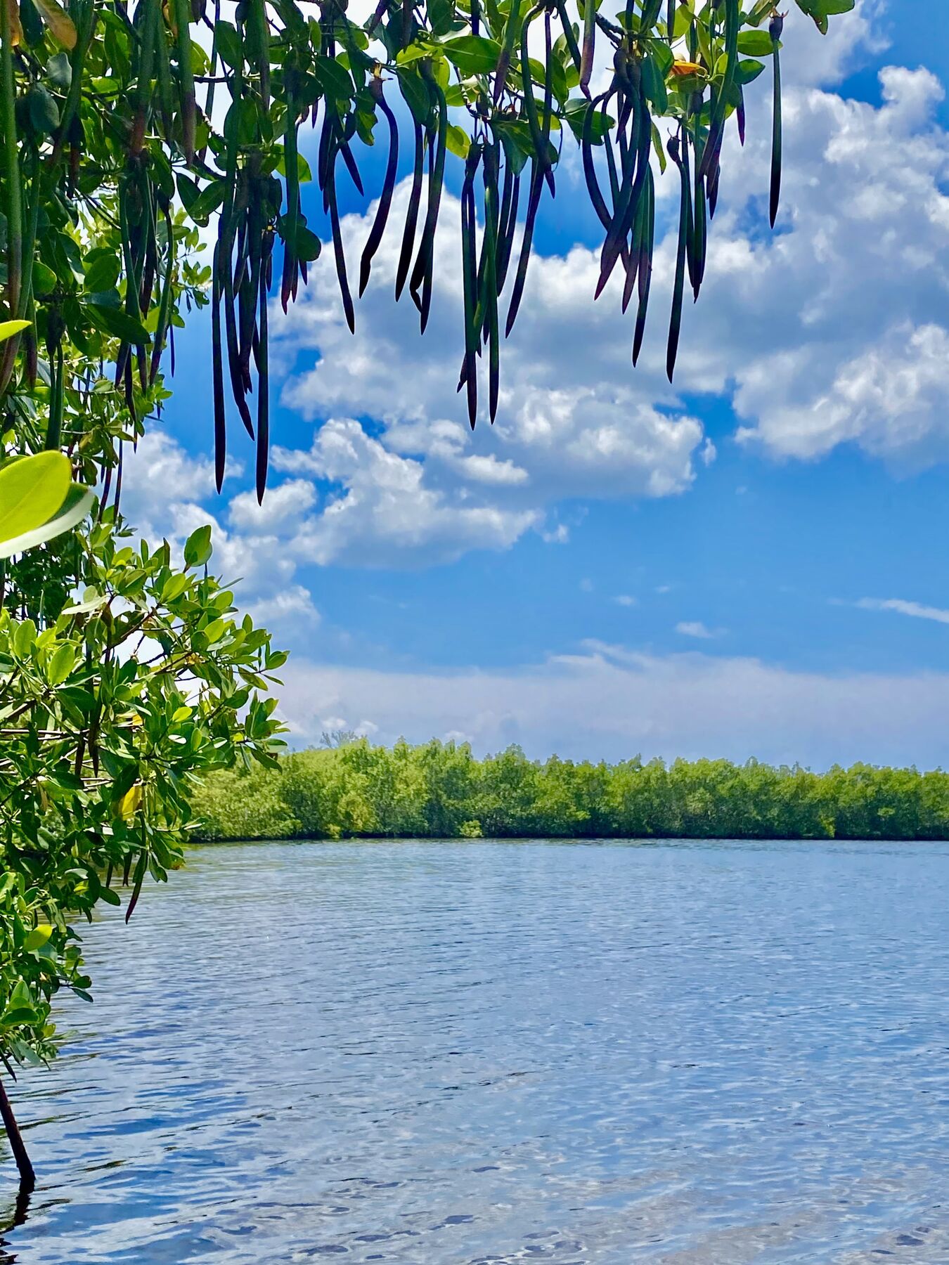 Mangrove fringe opening onto Upper Tampa Bay
