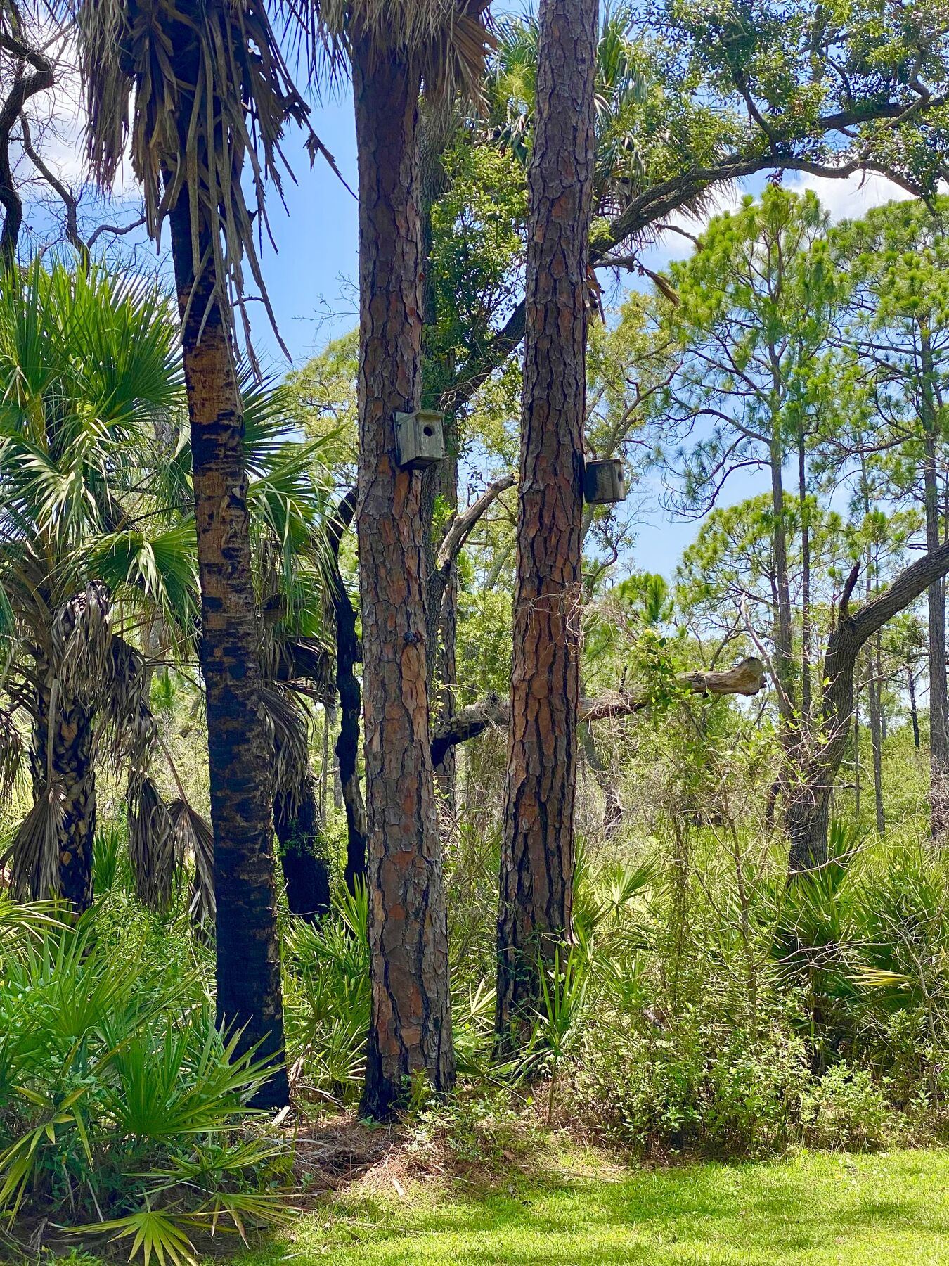 Nature trail through palms and pines