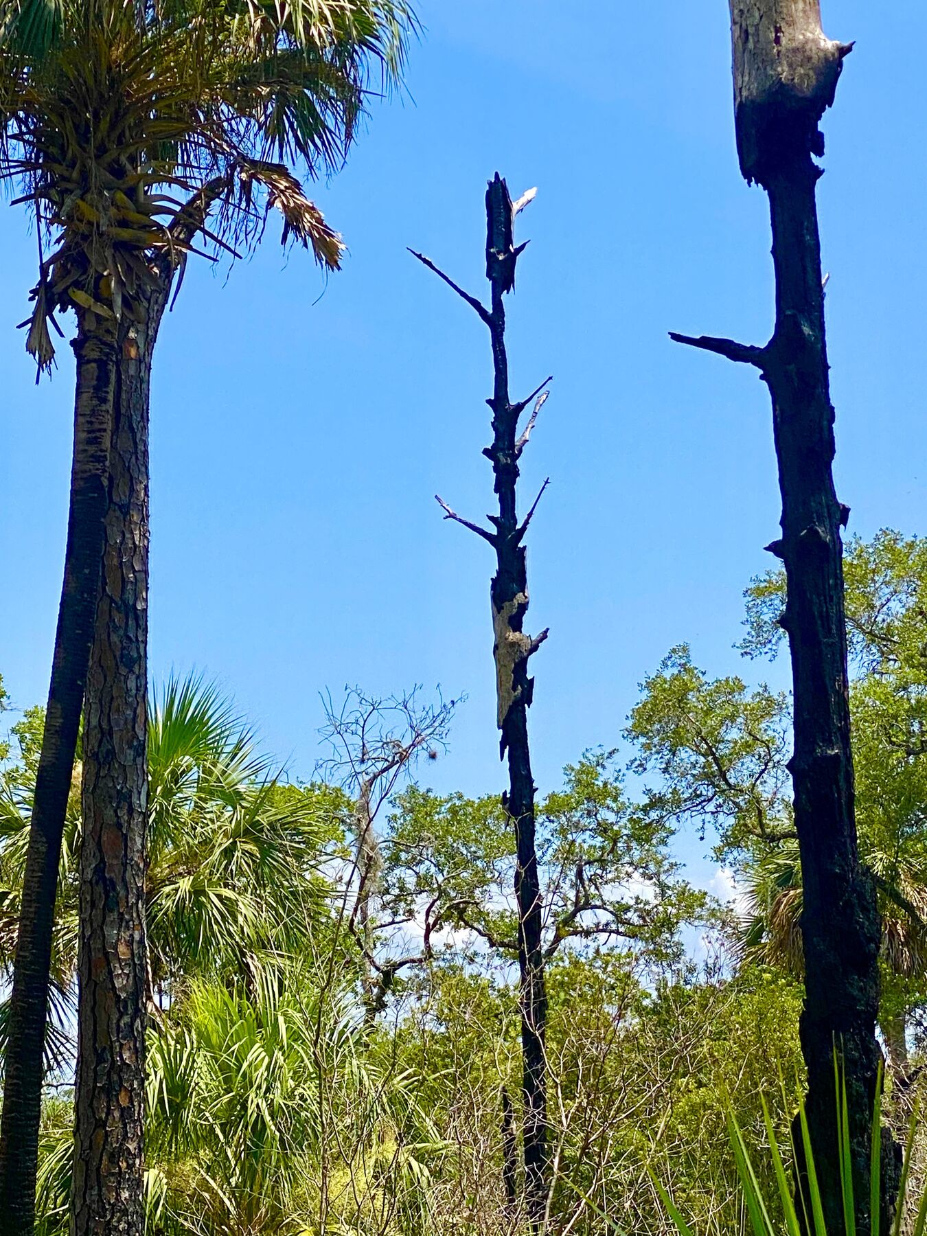 Tall wildlife snag beside cabbage palms