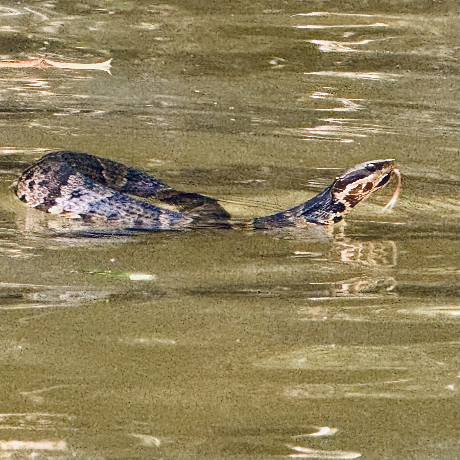 An alligator swimming in Whitewater Creek