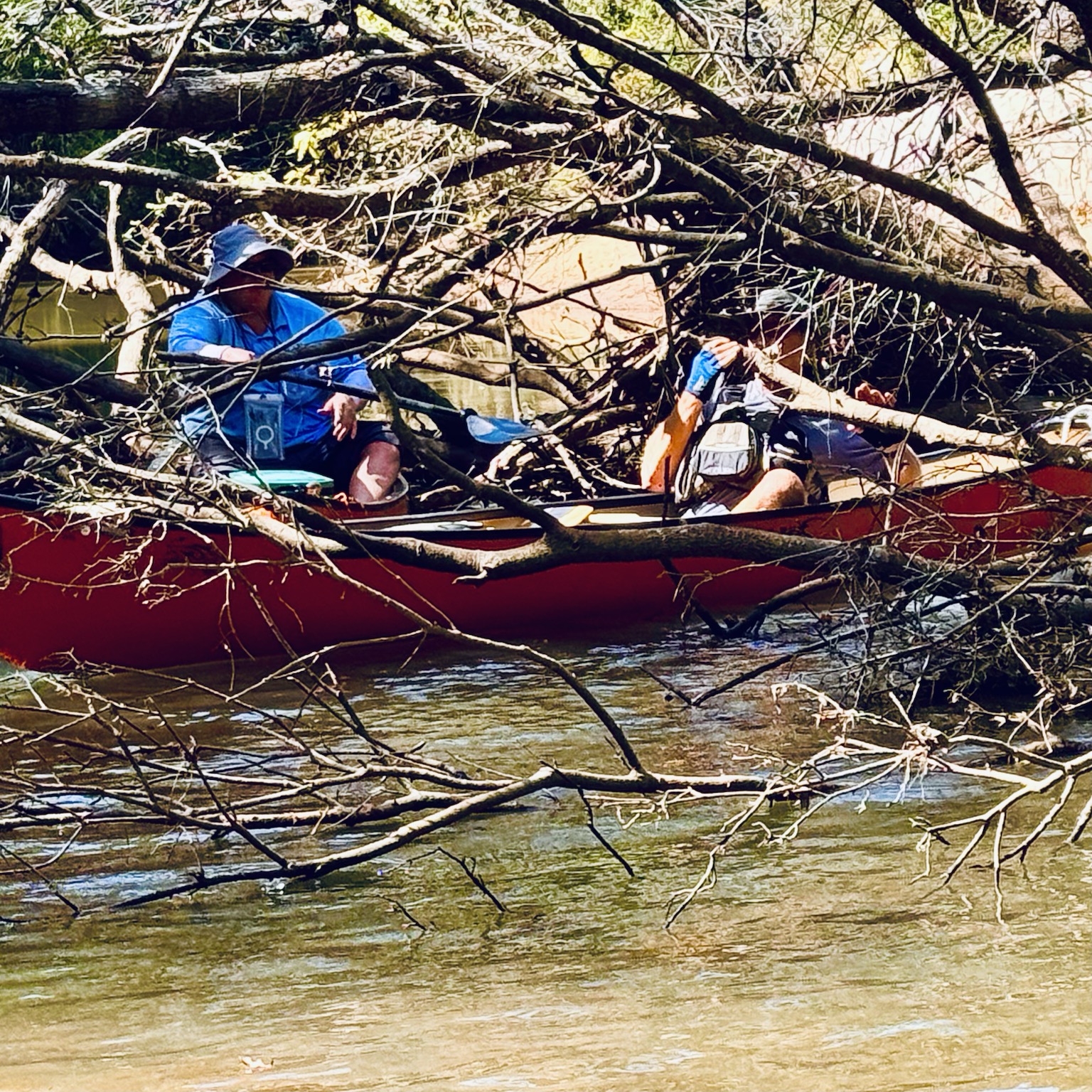 Kayaks threading through tangled branches