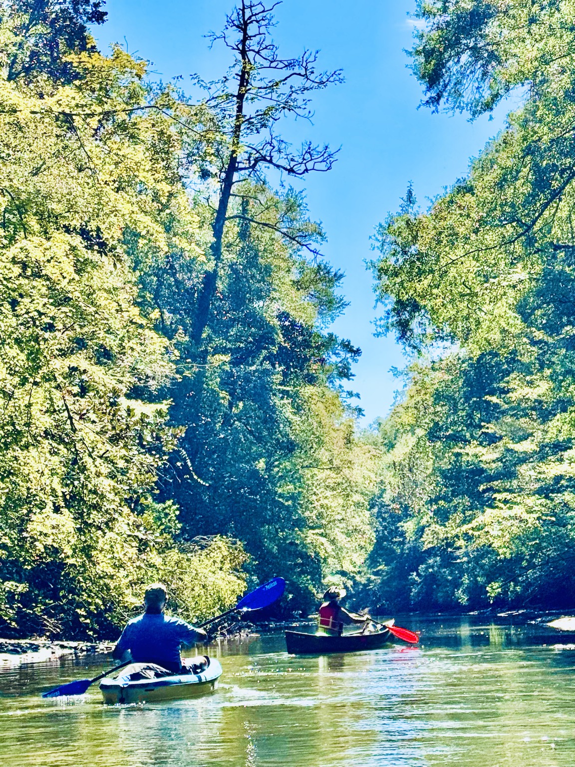 Quiet wooded creek corridor